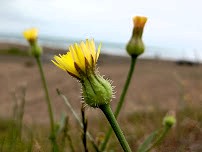 ساحل انزلی برای شنا