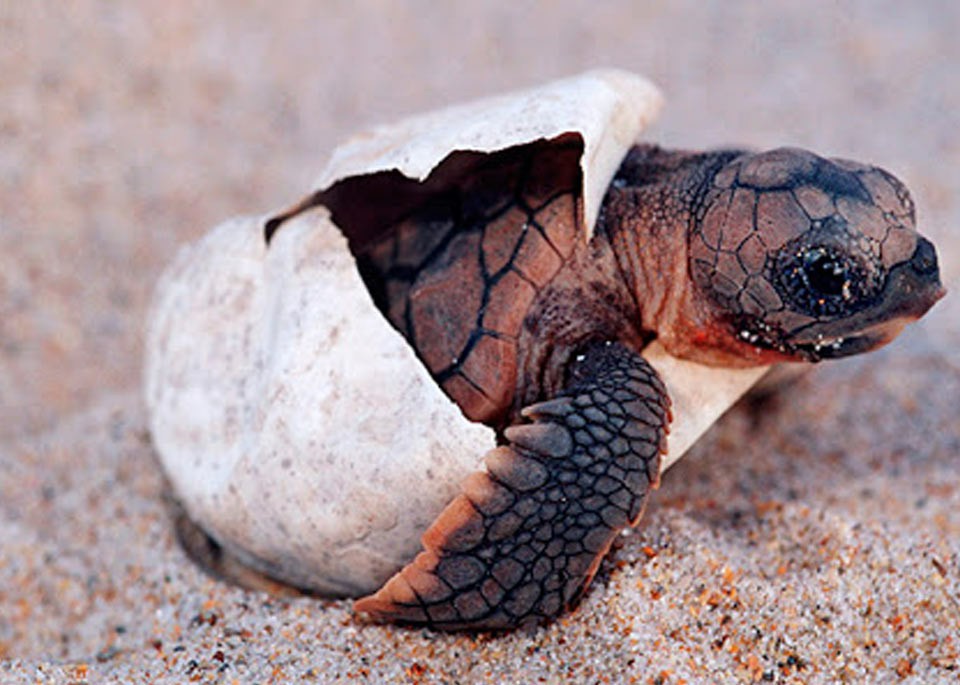 روستای شیب دراز قشم