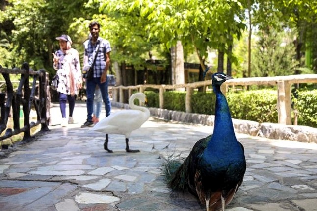 باغ پرندگان چمران شیراز