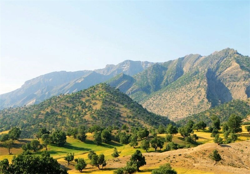 جنگل بلوط شیراز
